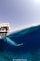 Diving into crystal waters in the Gulf of Aqaba by Camilla Floros 